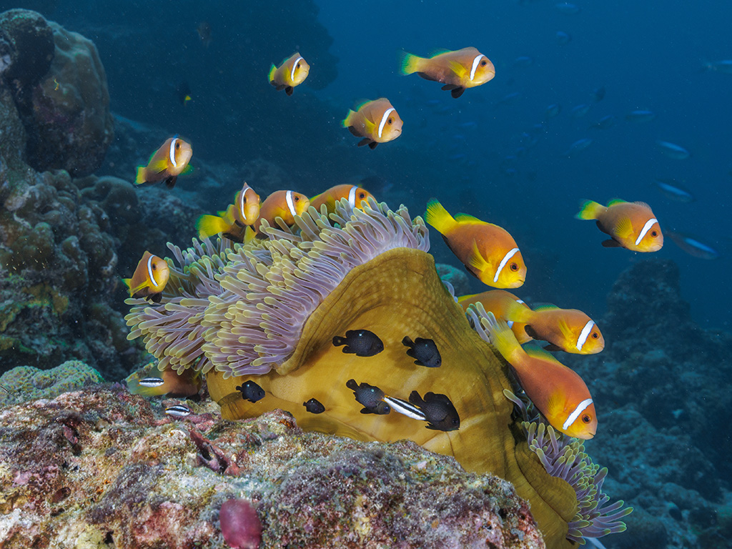  VARIED MALDIVIAN ATMOSPHERE 